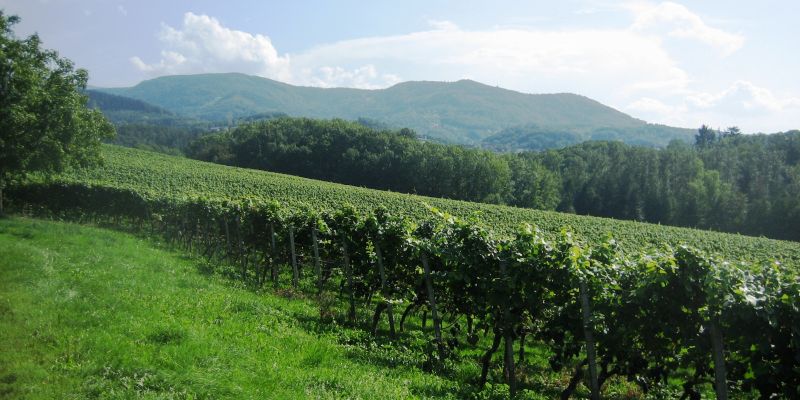 Umland Ottersweier - Schwarzwald und Reben